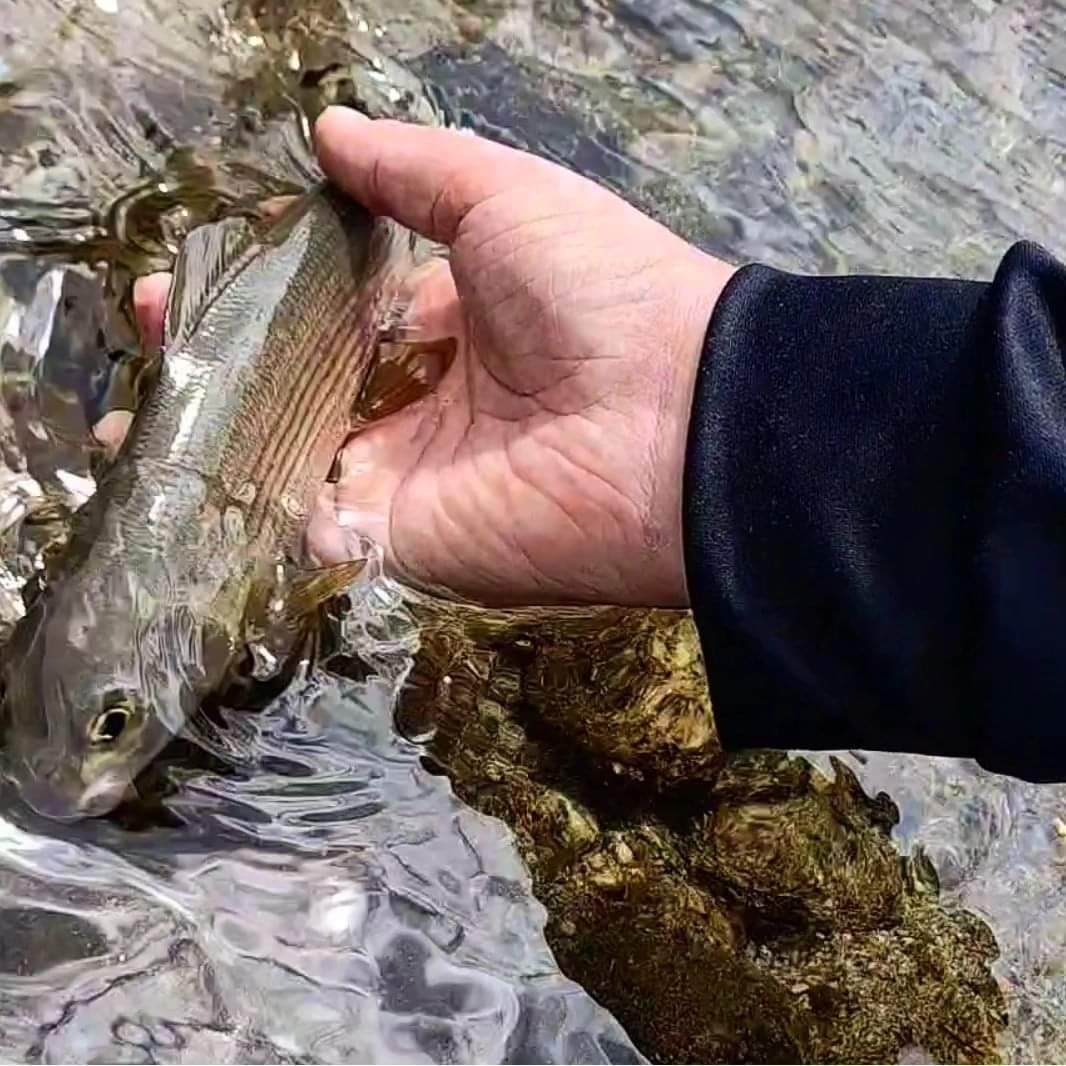 Temolo catturato a mosca e rilasciato sul fiume Oglio, pesca sportiva etica