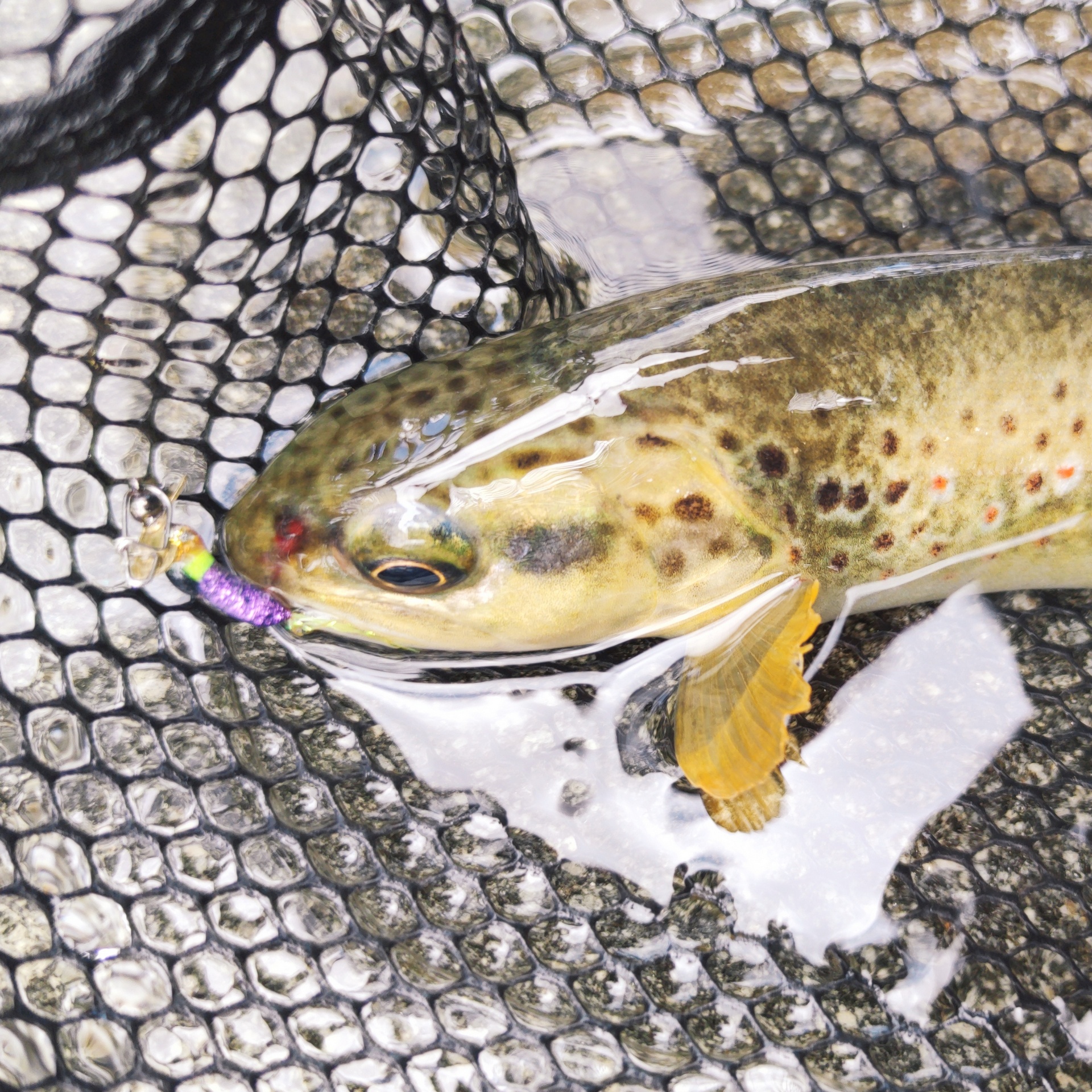 Trota fario catturata a spinning con esca artificiale in Valle Camonica